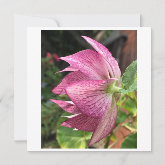 Hellebore/Weihnachtskarte Rose (Vorderseite)