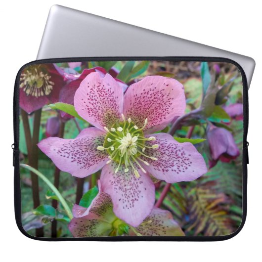 Hellebore Winter Rosen Laptop Sleeve (Vorderseite)