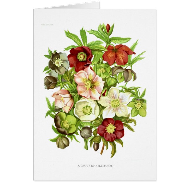 Hellebores (Vorne)