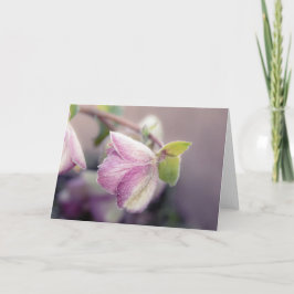 Helleborus-Hinweis Karte