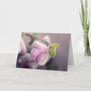 Helleborus-Hinweis Karte