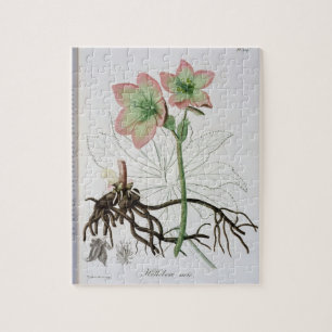 Helleborus Niger von "Phytographie Medicale" durch Puzzle