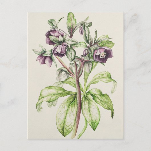 Helleborus Orientalis von Helen Ballard Postkarte (Vorderseite)