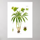 Helleborus viridis poster (Vorne)