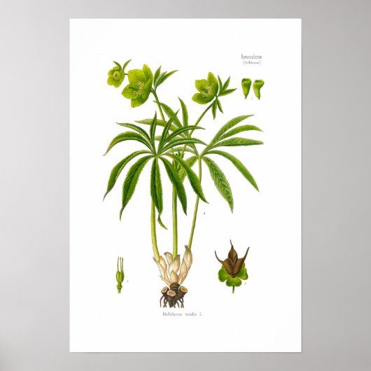 Helleborus viridis poster (Vorne)