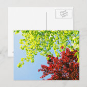 Heller Baum färbt Postkarte (Vorne/Hinten)