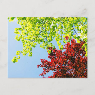 Heller Baum färbt Postkarte