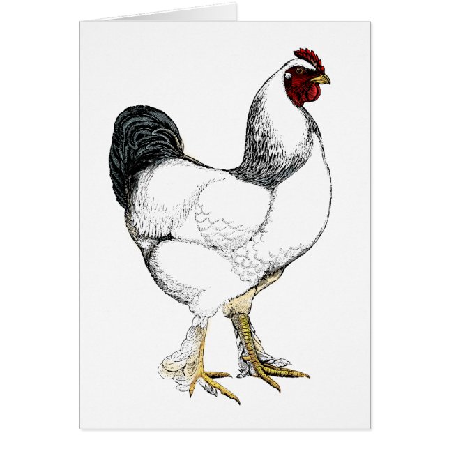 Heller Brahma Hahn - elegantes Vintages Huhn (Vorne)