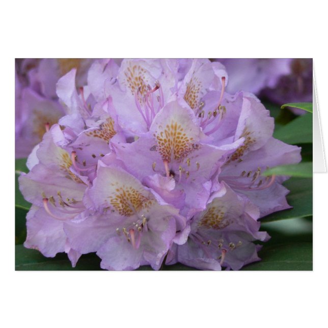 Heller Pflaumen-Rhododendron im Frühjahr (Vorderseite (Horizontal))