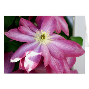 Heller rosa Clematis
