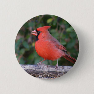 Heller roter Kardinal Button
