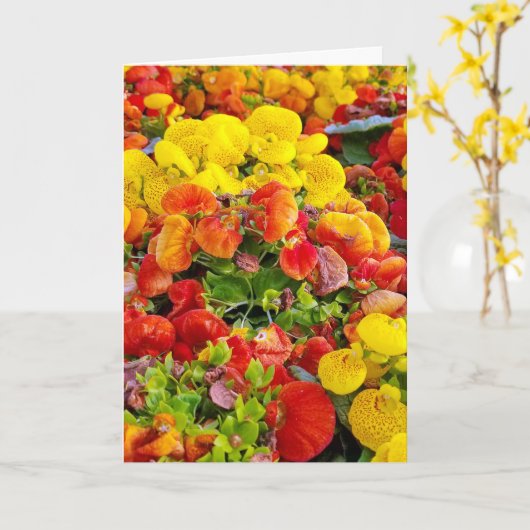 heller slipperwort Blumengarten Karte (Gelbe Blume)