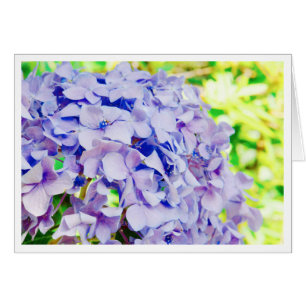 Heller SommerHydrangea