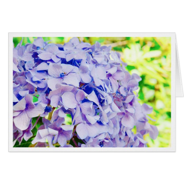 Heller SommerHydrangea (Vorderseite (Horizontal))