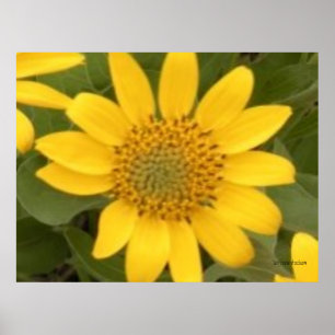 Helles Balsam-Wurzel-Plakat Poster