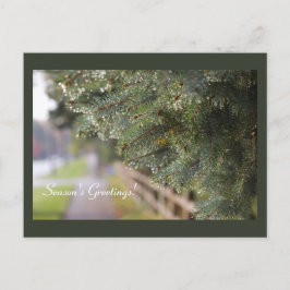 Helles Glanz in Evergreen Needles Moderner Urlaub Postkarte