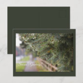 Helles Glanz in Evergreen Needles Moderner Urlaub Postkarte (Vorne/Hinten)