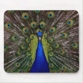 Helles königliches Pfauvogelfeder-Tier-Foto Mousepad (Vorne)