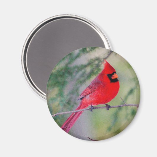 Helles Magnet Nord Kardinal (Vorderseite/Rückseite)