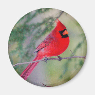 Helles Magnet Nord Kardinal