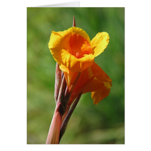 Helles Orange (Vorne)