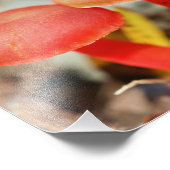 Helles Orangefarbenes Pilzparadies Nah bis 8x10 Fotodruck (Ecke)