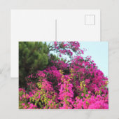 Helles Pink Bougainvillea Foto Postkarte (Vorne/Hinten)