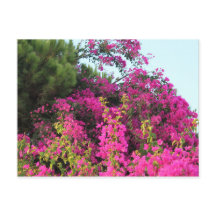 Helles Pink Bougainvillea Foto