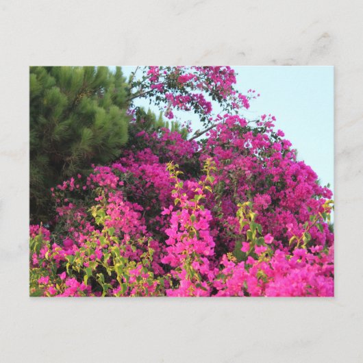 Helles Pink Bougainvillea Foto Postkarte (Vorderseite)