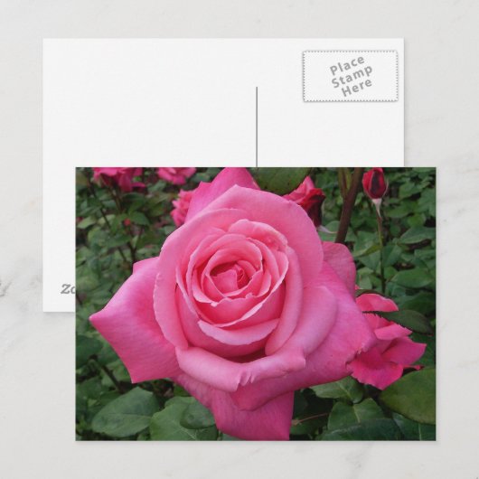 Helles Rosa Foto Postkarte (Vorne/Hinten)