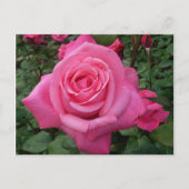 Helles Rosa Foto Postkarte (Vorderseite)