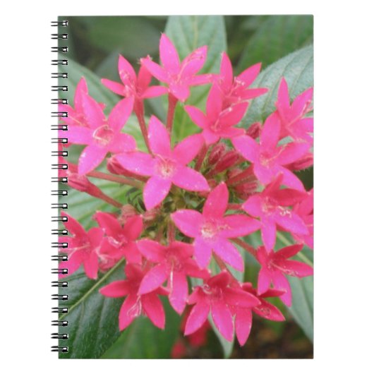Helles, rosa, tropische Blume Notebook Notizblock (Vorderseite)