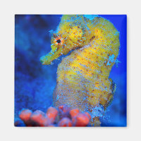 Helles Seepferd | Hippocampus