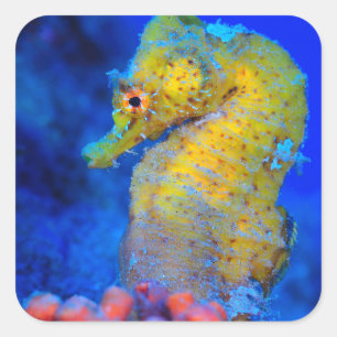 Helles Seepferd Hippocampus Quadratischer Aufkleber