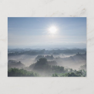 Helles Sonnenlicht in den Bambusbäumen Taiwan Postkarte