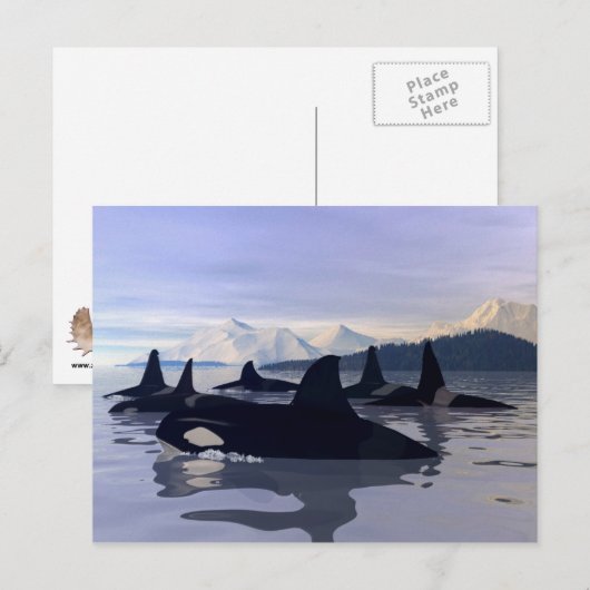 Helles Wasser Orca Postkarte (Vorne/Hinten)