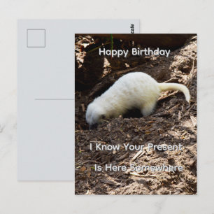 Helles Weißes Erdmännchen Gräbt, Geburtstagspostka Postkarte