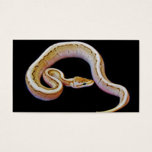 Hellfarbige Ball-Pythonschlange
