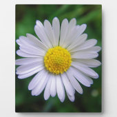 Hellgelb-weiß Fotoplatte (Vorderseite)