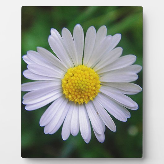 Hellgelb-weiß Fotoplatte (Vorderseite)