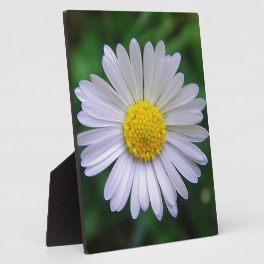 Hellgelb-weiß Fotoplatte (Seite)