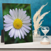 Hellgelb-weiß Fotoplatte (Seite)