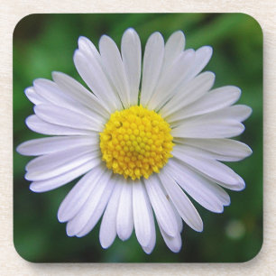 Hellgelb-weiß Getränkeuntersetzer