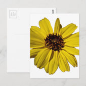 Hellgelbe Blume, Daisy Postkarte (Vorne/Hinten)