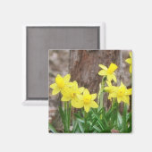 Hellgelbe Daffodien Magnet (Vorderseite/Rückseite)