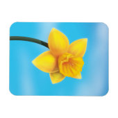 Hellgelbe Daffodin Magnet (Horizontal)