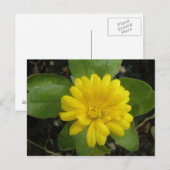Hellgelbe Marigold Postkarte (Vorne/Hinten)