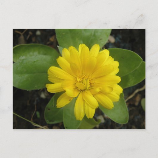 Hellgelbe Marigold Postkarte (Vorderseite)