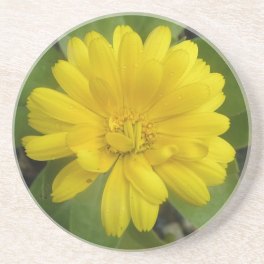 Hellgelbe Marigold-Untersetzer Sandstein Untersetzer (Vorne)