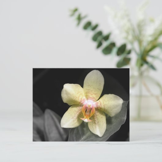 Hellgelbe Orchidee Postkarte (Stehend Vorderseite)
